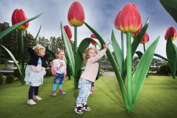 XL Tulpen