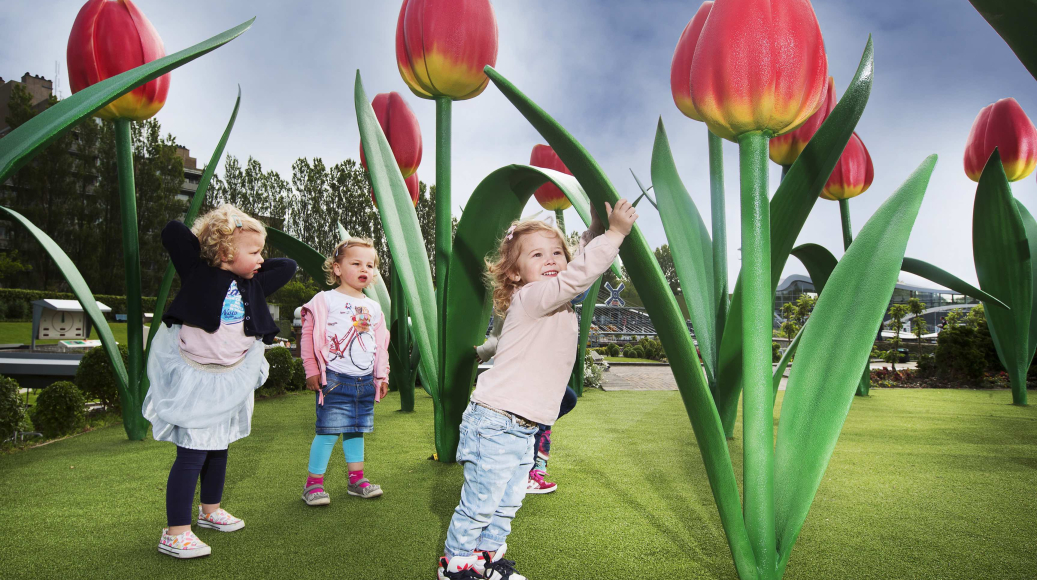 XL Tulpen