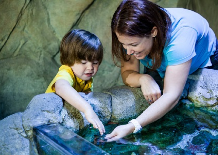 Sea Life Scheveningen met kinderen